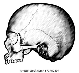 Human skull in side profile drawing in a vintage retro woodcut etched or engraved style