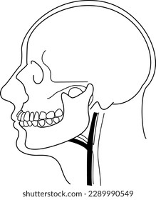Vista lateral del cráneo humano dibujada con dibujo de línea monocroma
