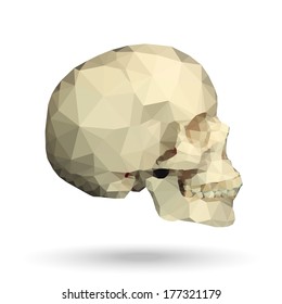 Human skull side view made with triangles. Vector polygonal illustration