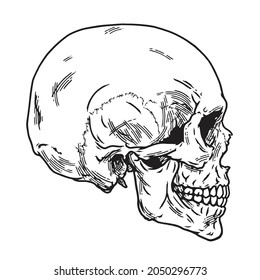 6,012 Skull Side View Images, Stock Photos & Vectors | Shutterstock