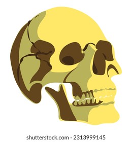 The human skull is sideways and in color. Vector illustration of three shades of brown. Cartoon natural skull for a Halloween greeting card. A mystical item for witchcraft