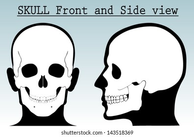 human skull with silhouette head /front and side view/ vector illustration