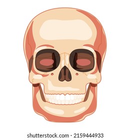 Human skull Skeleton head Anatomically correct front view. Human jaws model with teeth row. Chump realistic flat natural color concept. Vector illustration of anatomy isolated on white background