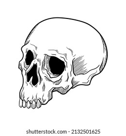 human skull skeleton line illustration