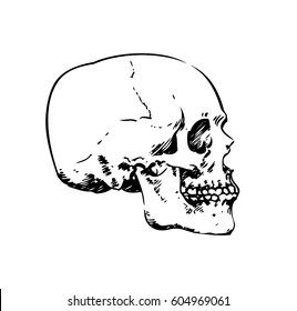 Human Skull Sketch Drawing Vector Illustration