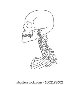 A human skull and spine, drawn by lines on white background. Vector Stock illustration.