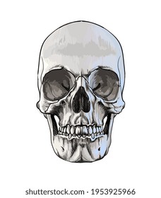 Human skull from a splash of watercolor, colored drawing, realistic. Vector illustration of paints