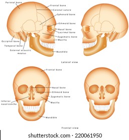 Human Skull structure. Skull anatomy labeling. Medical model of a human skull isolated against a white background. Lateral and Frontal view of Human Skull