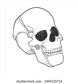 Human skull. Tattoo sketch. Vector graphic illustration on white isolated background