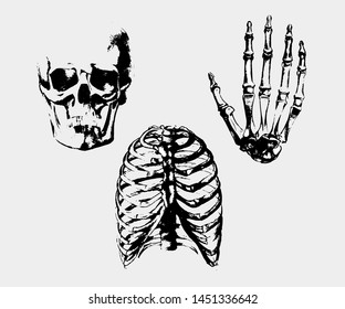 human skull
human thorax and bone brush