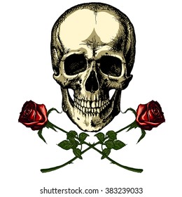 A human skull with two roses on white background