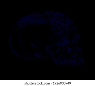 Human Skull Under Low Light Side View Vector 