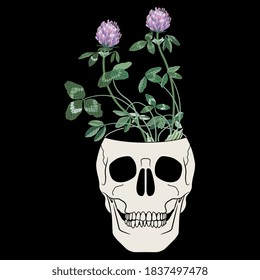 Human skull as vase with branches of blooming red clover inside. Creative concept.