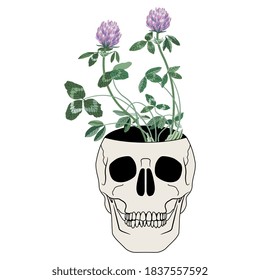 Human skull as vase with branches of blooming red clover inside. Creative concept.