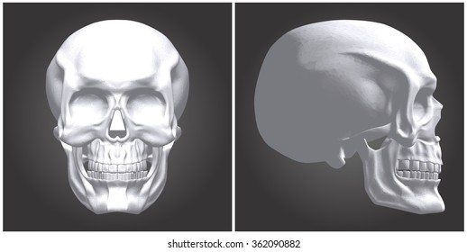 Human Skull Vector 06