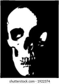 Human skull - vector