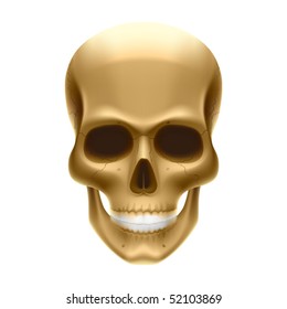 Human skull. Vector.