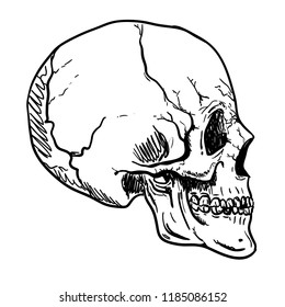 Skull Open Mouth Images, Stock Photos & Vectors | Shutterstock