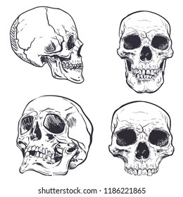 Human Skull Vector Art. Hand drawn illustration.