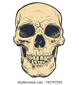 Human Skull Vector Art. Hand drawn illustration.
