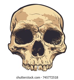 Human Skull Vector Art. Hand drawn illustration.