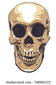 Human Skull Vector Art. Hand drawn illustration.