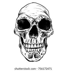 Human Skull Vector Art. Hand drawn illustration.