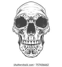 Human Skull Vector Art. Hand drawn illustration.