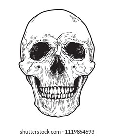 Human skull vector. Black and white hand drawn illustration.