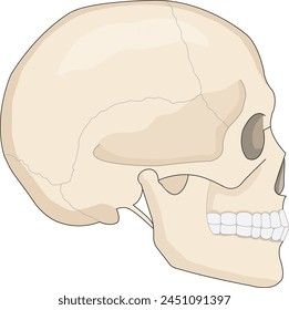 A human skull vector illustration