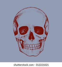 Human skull. Vector illustration.