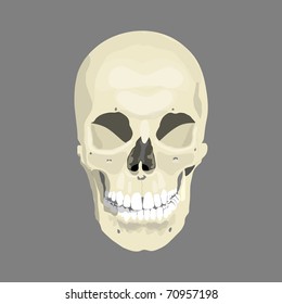 Human skull, vector illustration, eps10