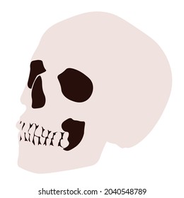 Human skull. Vector illustration in flat style. Design element for decoration for Halloween, magic and mysticism. Medical and human anatomy design element.
