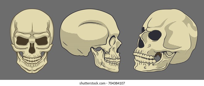 human skull. Vector illustration, a flat style design.