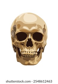 Human skull vector illustration. Vector illustration of a human skull Front view. 