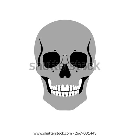 Human Skull Vector Illustration, Halloween and Anatomy