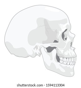 Human skull. Vector illustration, isolated, grouped on transparent background