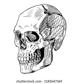 Human skull. Vector illustration isolated on a white background. Hand-drawn style.