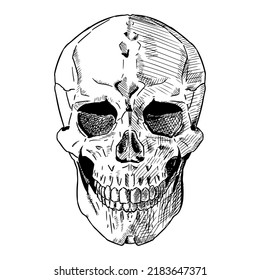 Human skull. Vector illustration isolated on a white background. Hand-drawn style.