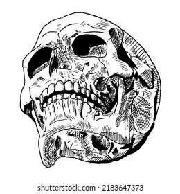 Human skull. Vector illustration isolated on a white background. Hand-drawn style.