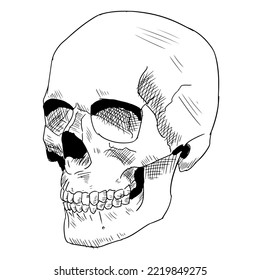 Human skull. Vector illustration isolated on a white background. Hand-drawn style.
