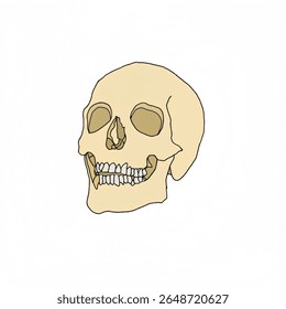 Human skull vector illustration on white background