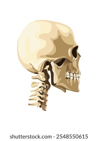 Human skull vector illustration. Vector illustration of a human skull in profile. 