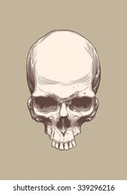 Human skull vector illustration (woodcut style).