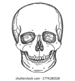 Human skull. Vector sketch isolated illustration. Medical hand drawn pictures.