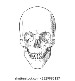 Human skull. Vector sketch. Isolated object on a white background. Hand-drawn style.