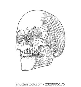 Human skull. Vector sketch. Isolated object on a white background. Hand-drawn style.