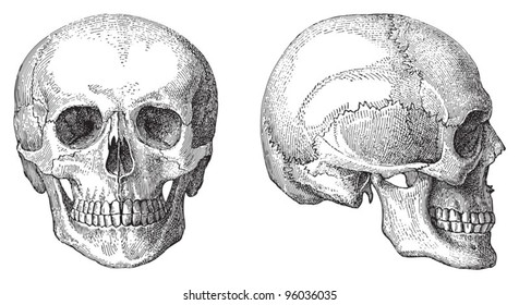 Human skull / vintage illustration from Meyers Konversations-Lexikon 1897