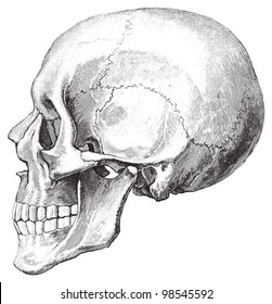 Human skull / vintage illustrations from Die Frau als Hausarztin 1911