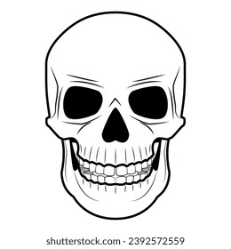 Human skull with white background